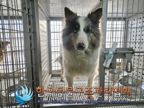 종료(안락사) 보더…